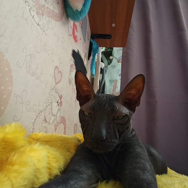 Кот любит солнышко