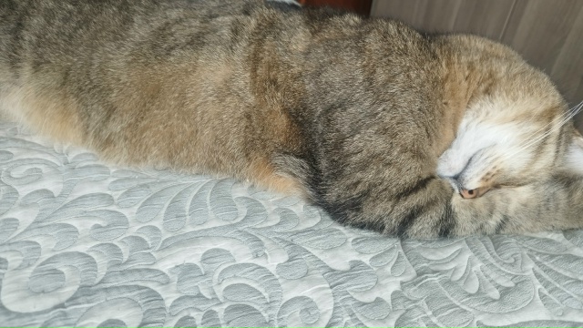 Голодный / Бахнув пельменей