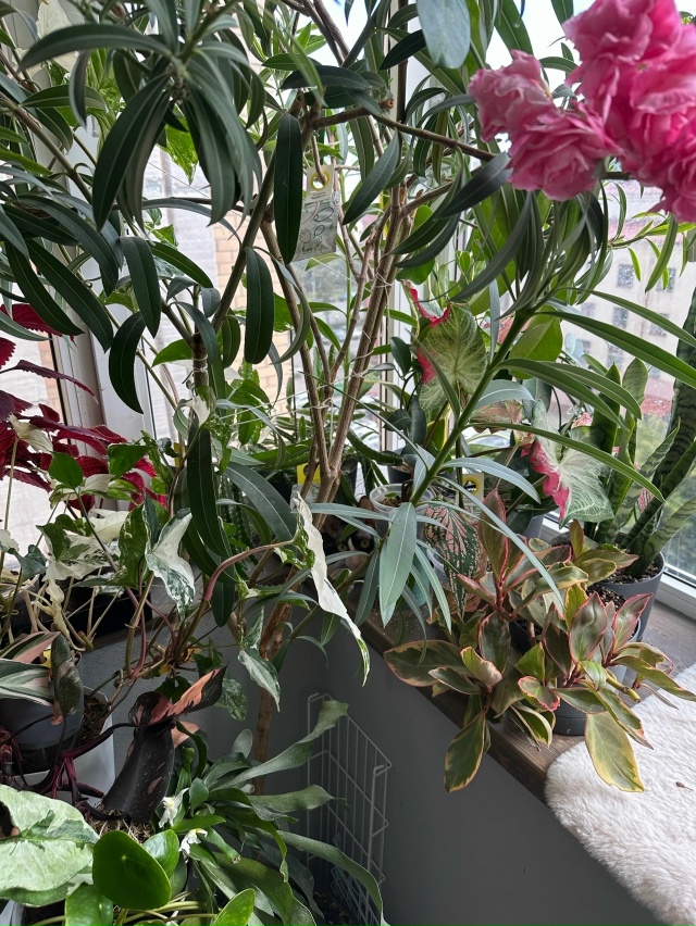 Игра «найди кошку» Да, она там точно есть😄