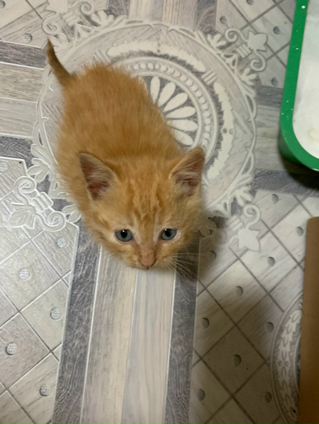 Отдам котят в добрые руки, мальчики. Малыши были найден...