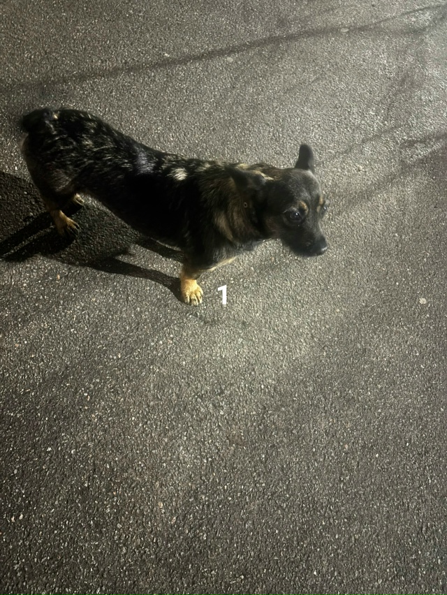 #ПотерялиНашлиПомогите
1 нашли собаку просьба отзови?...