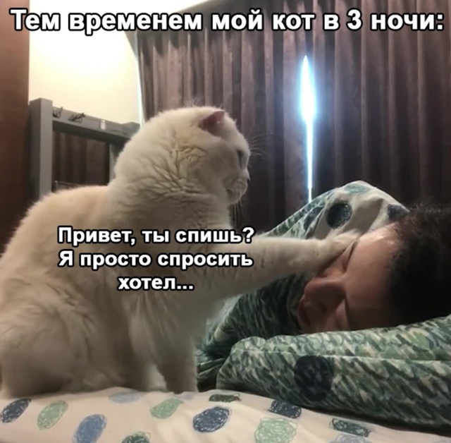 Вот никакого внимания котам