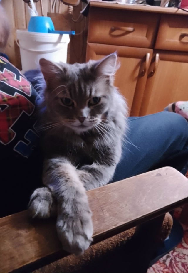 Вечерело. Подготовка ко сну, у папы на коленях.
Кошка Фи...