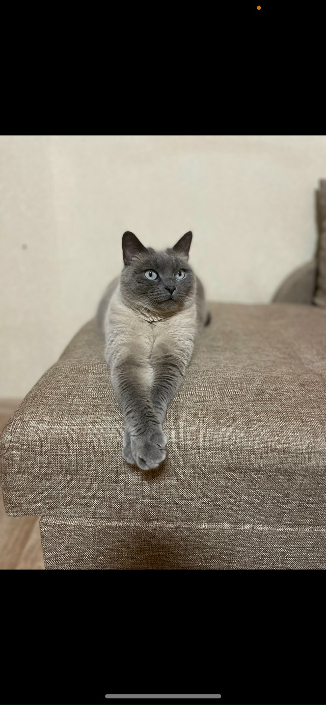 Пропала кошка, по кличке Боня! В районе Гайдара, 18. Если ...