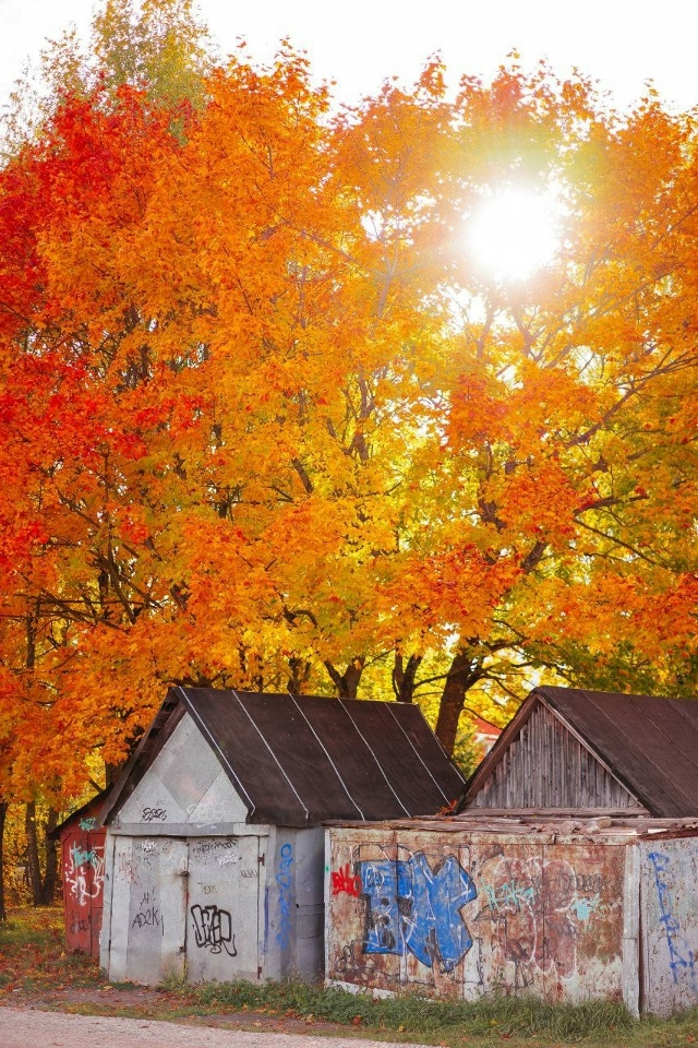 🍁