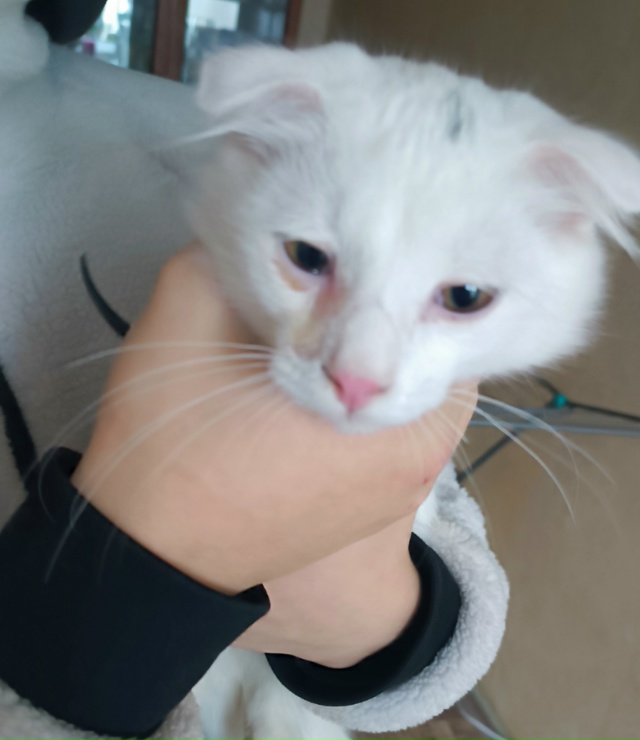 Миленький котик, чья потеряшка по ул. Ленина 18 А. Сразу ?...