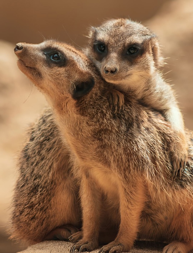 Сурикаты обнимаются не потому, что мёрзнут, а потому чт...