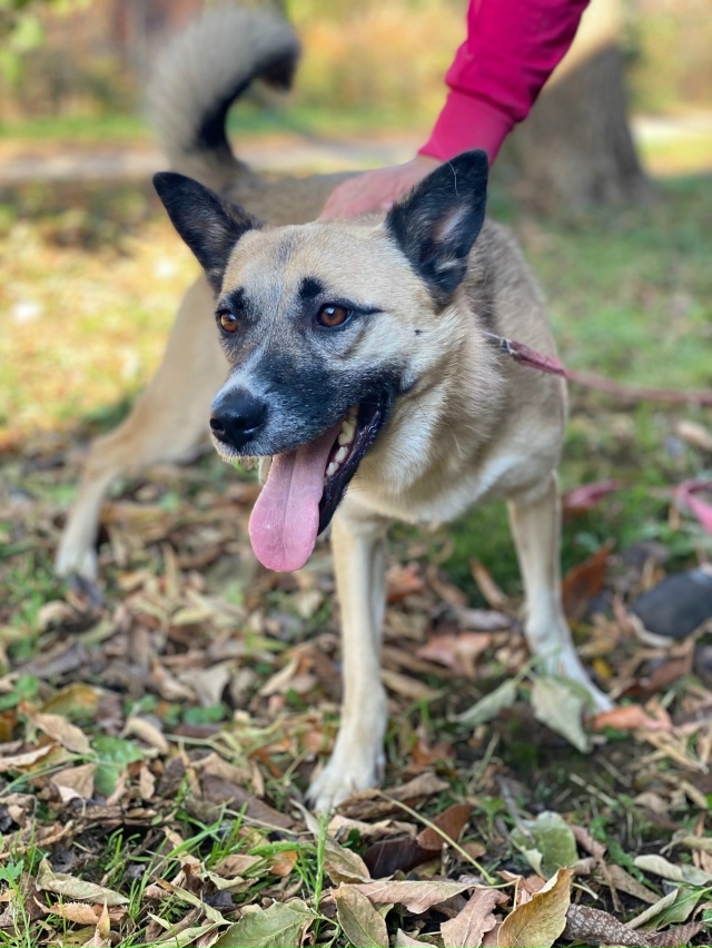 ❤ АЙНА ЖДЕТ СВОЮ СЕМЬЮ
Умная, эмоциональная непоседа п...