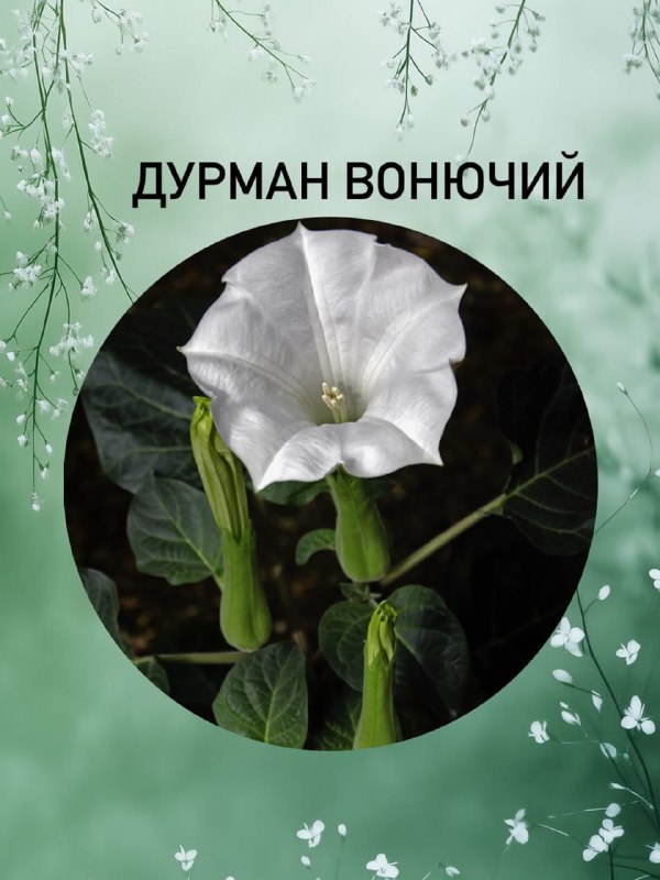 Дурман вонючий, тетрасперма, кровохлёбка
Эксперт по цветоводству сделала подборку растений, которым