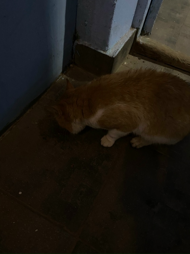 Анонимно
Здравствуйте, чей кот? голодный замёрзший у М?...