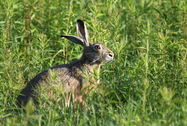 Заяц в полях под Рыбинском 🐰
📷 Александр Левашов