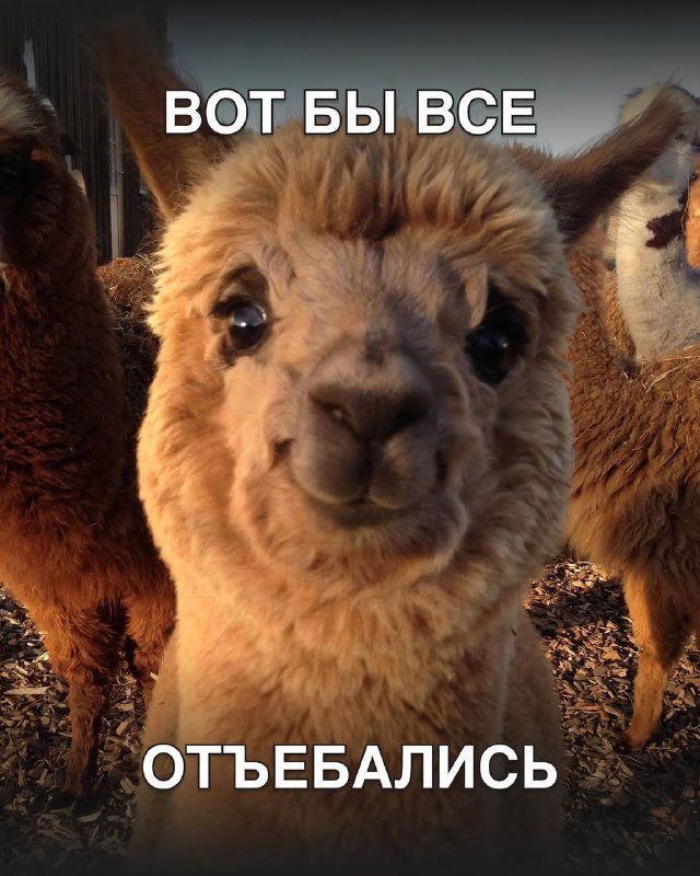 В Сети появились пикчи, которыми удобно отвечать коллегам в рабочих чатах
Они идеально подходят для