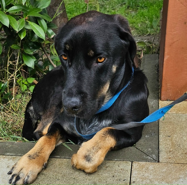 Одного встретили на трассе без уха.Эти глаза .Такой был...