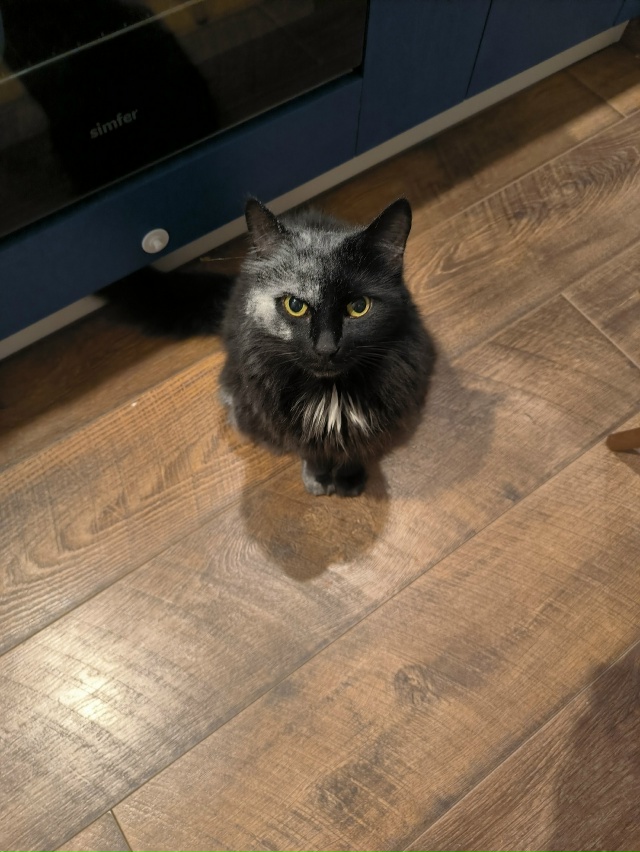 Призрак котооперы (нет, я не знаю, кто рассыпал муку)