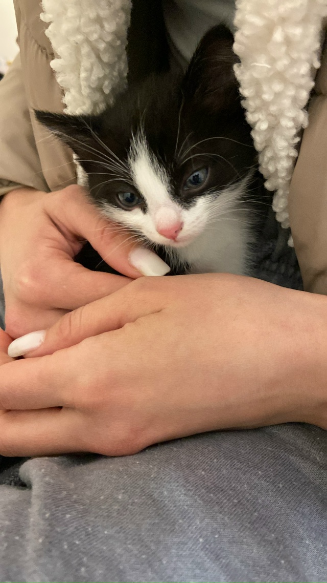 Отдам котёнка родилась 25 сентября ,девочка зовут Мару?...