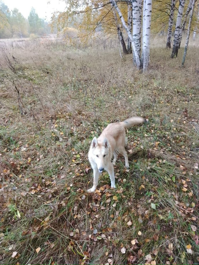 Пропала собака. Кличка Дик. Прошу: если увидили, сообщи?...