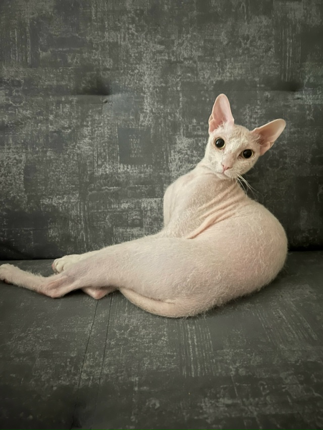 Это Кокос, Донской сфинкс браш. 5 лет с этим чудом, как о?...