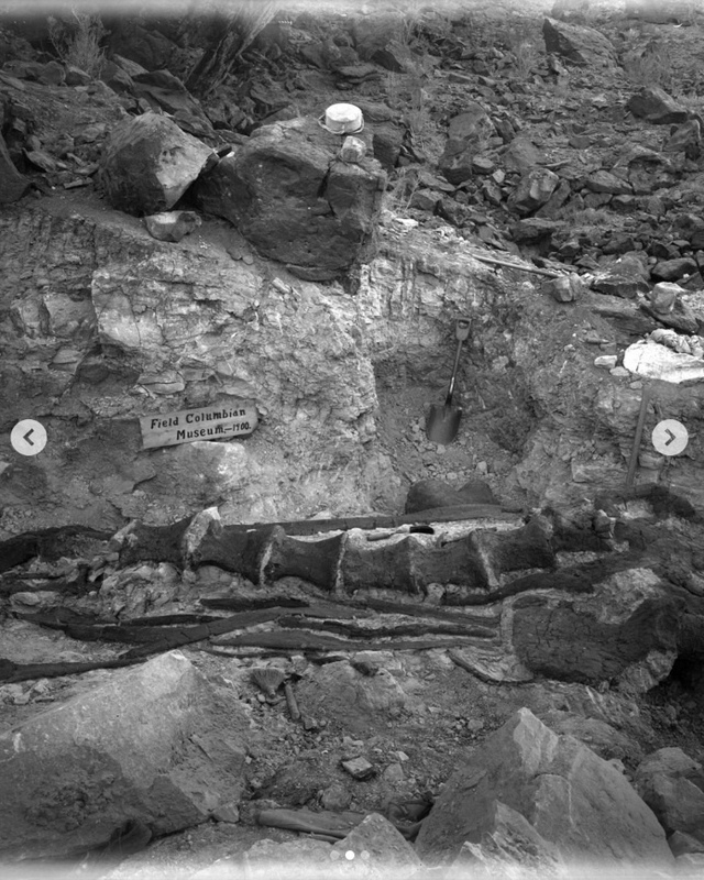 4 июля 1900 года палеонтолог полевого музея Эльмер Риггс ...