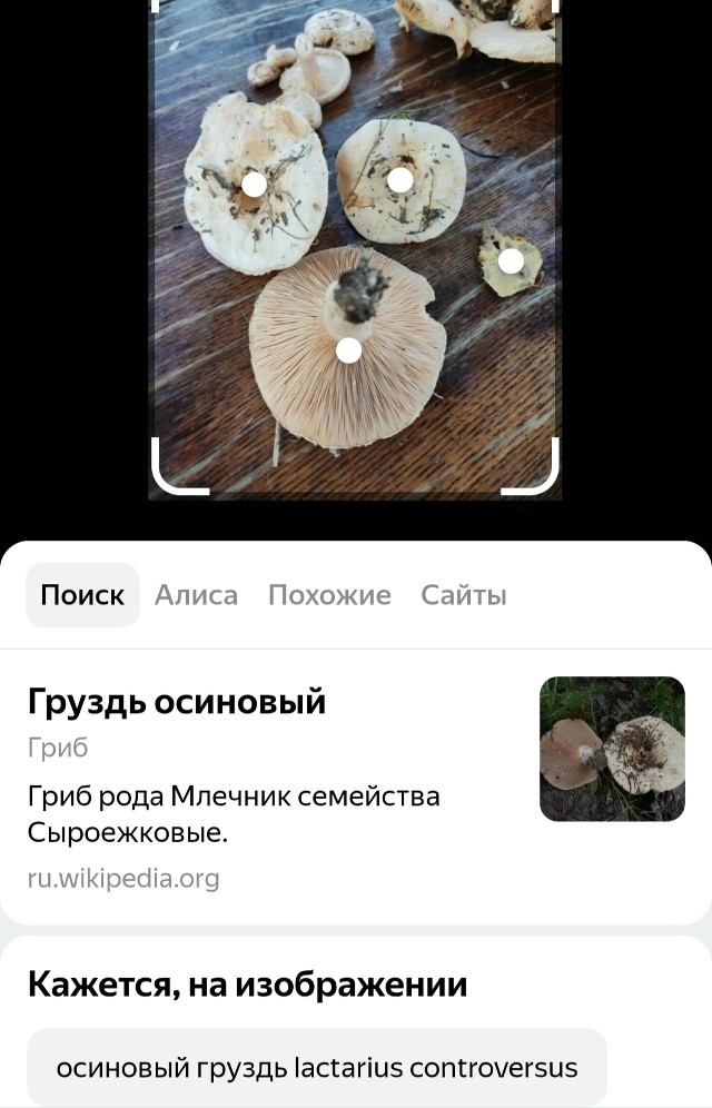 Кто знает, что за грибы?
Выросли на даче.
Яндекс говорит...