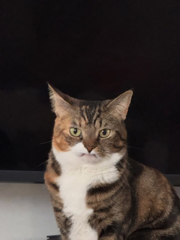 У этой кошки по кличке Прелесть нет двух верхних клыков, из-за чего она жёстко завирусилась в инете