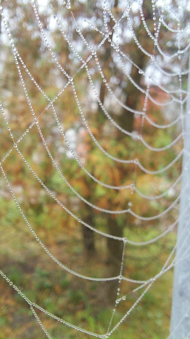 Брагино в тумане. Листайте.