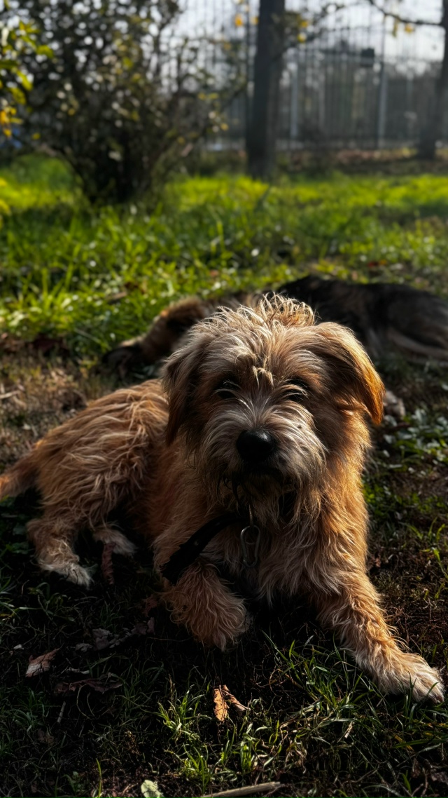 Дружелюбные собачки 🐶 ждут своих хозяев.
Слева мальч?...