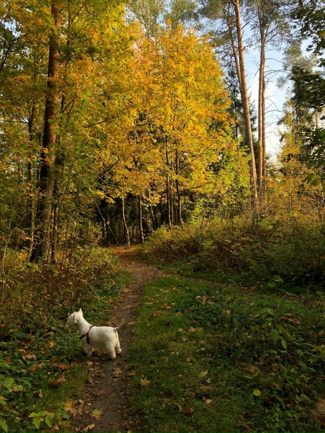 Солнечный день на третьей Балашихе 🍁