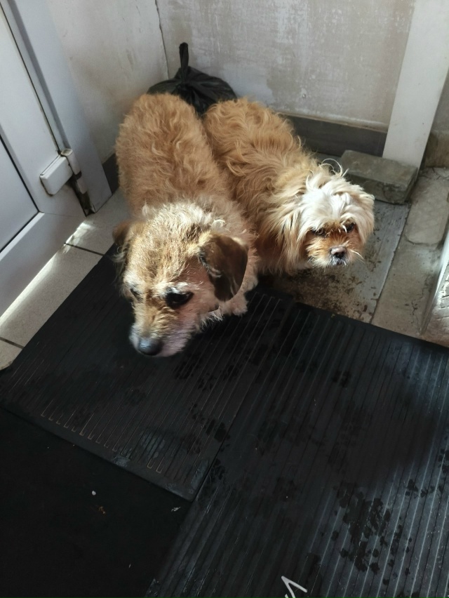 В ТЦ Аркада оставили или потерялись и зашли погреться ?...