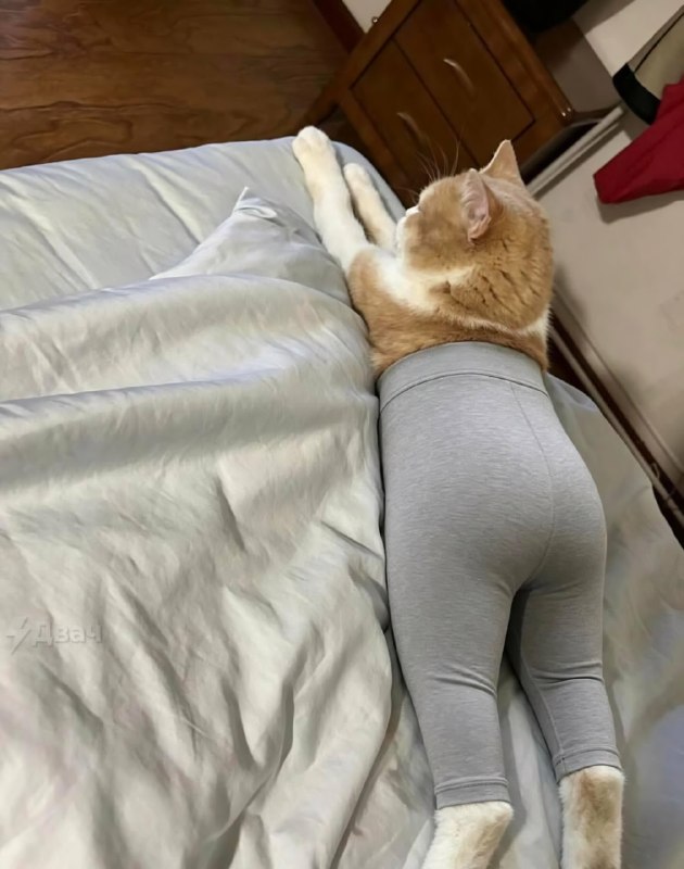 Новые звёзды соцсетей — кошки, которых нарядили в лосины
Шерстяным приходится терпеть слишком много