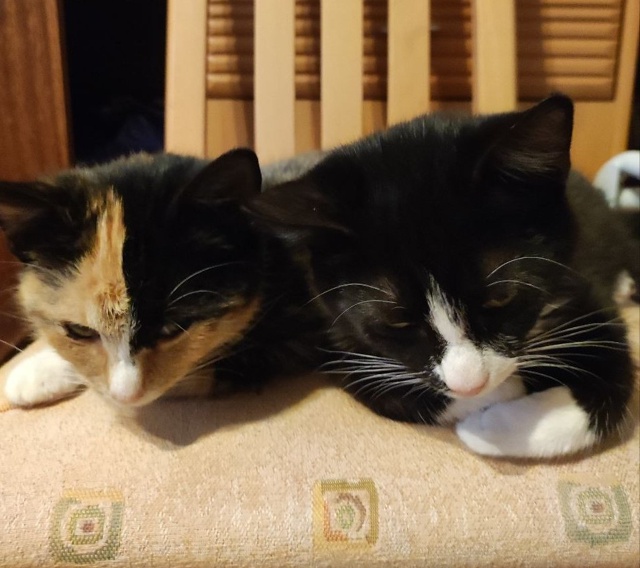 🙏Админ, напечатайте, пожалуйста, 🙏котята находятся в...