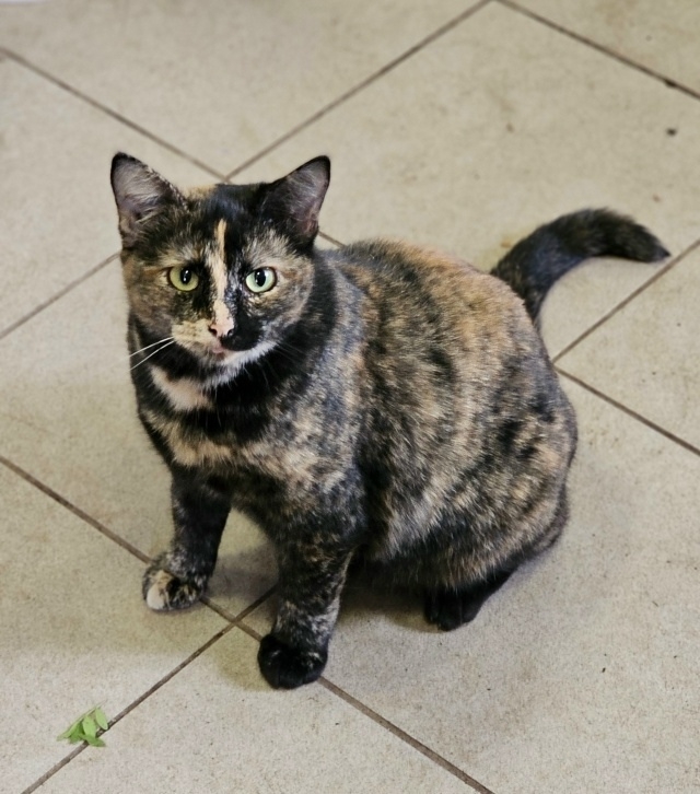 ?Красавица Мурка ищет дом!!!?
Трёхцветная, гладкошё...