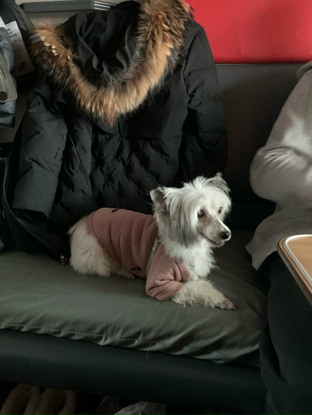 ‼‼ПРОПАЛА СОБАКА КОЗЛОВА 9 АПАТИТЫ
Берта, 9 лет
Рост ни...