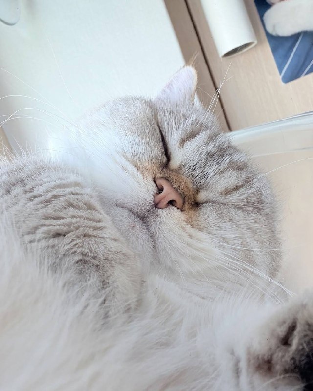 Споть :3