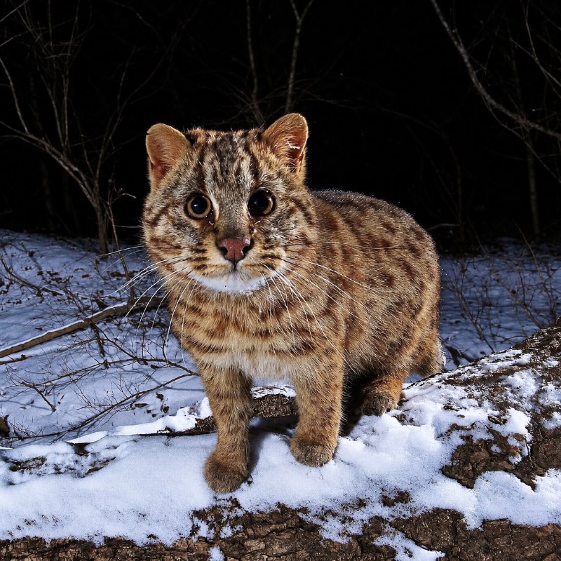 Знакомьтесь — это Амурский лесной кот — один из самых скрытных диких котов
Он обитает на Дальнем Во