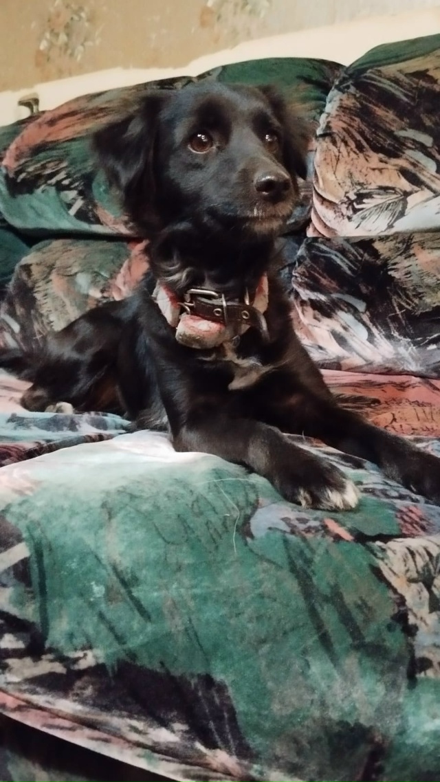 За 51 вахтой найдена черная собака с белым песиком.
Два ?...