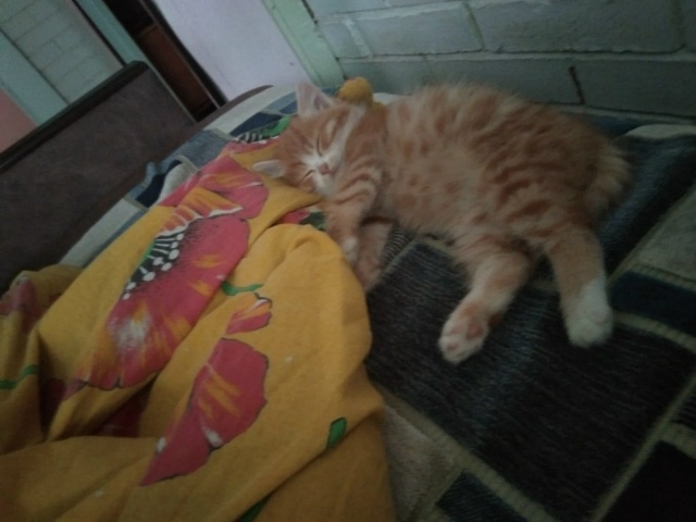 СРОЧНО!!! Найден котёнок на ул. Спортивной неделю назад....