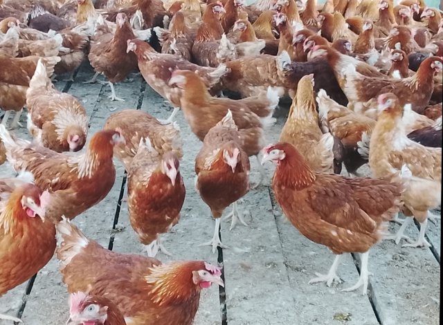 Дорогие Друзья! Набираем заявку на доставку Кур несу?...