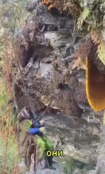 Сбор дикого меда