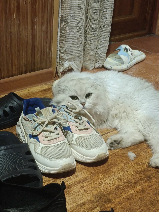 Потеряли котика по кличке Ризли. В районе Кирова 30. Выш?...