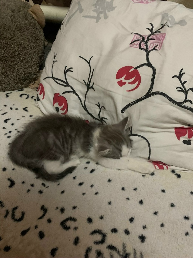 Отдаем кота в добрые руки. Звоните по номеру телефона: 8...