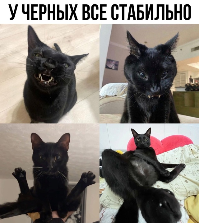 У чёрных понятно, а причём здесь кошки?