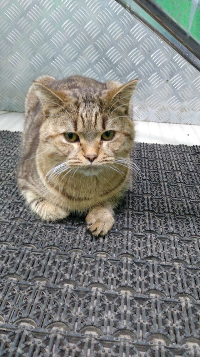 Кота бросили на улицу, красивый, большой, ласковый, чис?...