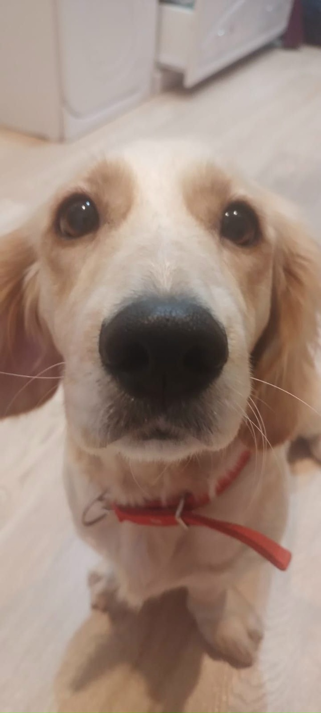 пропала собака
зовут Кнопа, очень добрая и умная, люби?...