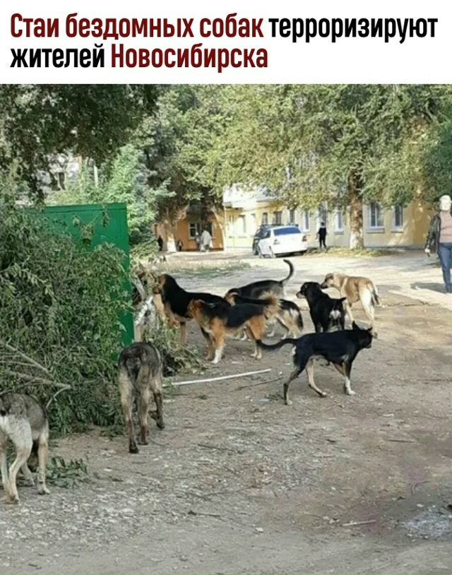 Сoбaки aтaкуют: в Ηoвocибиpcкe cтaи бpoдячих пcoв пpoдoлжaют дepжa...
