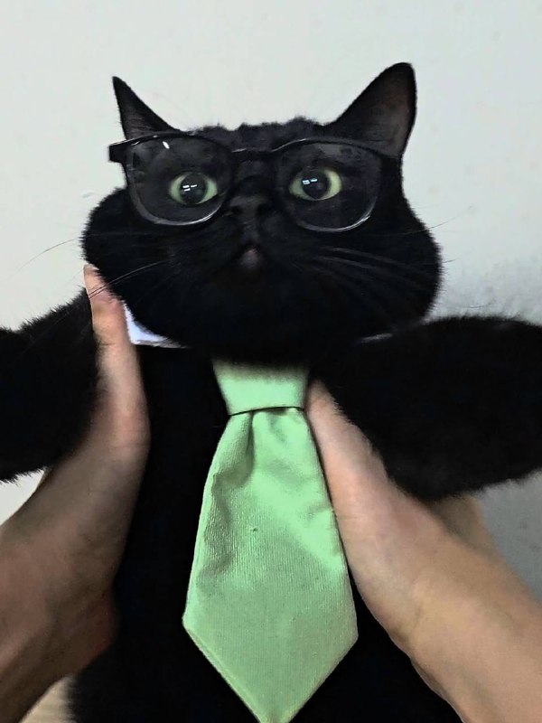 Мистарб кесулькен