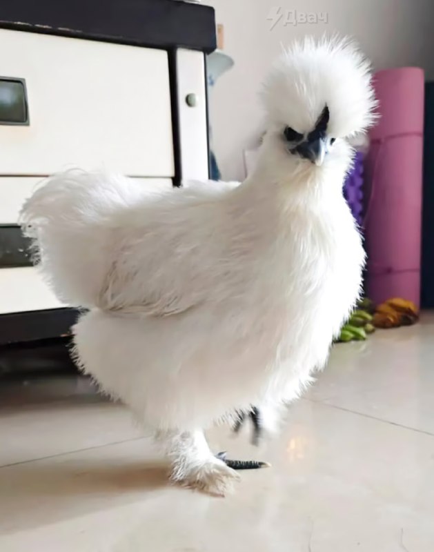 Зная их любовь к KFC — звучит как настоящий экстрим: в Китае пошёл новый тренд на домашних птиц.
Ки