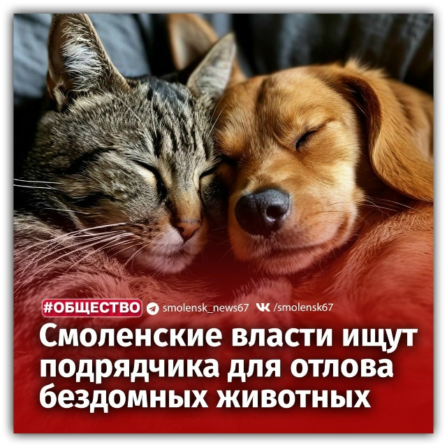 👉В Смоленской области начался поиск организации, кот?...