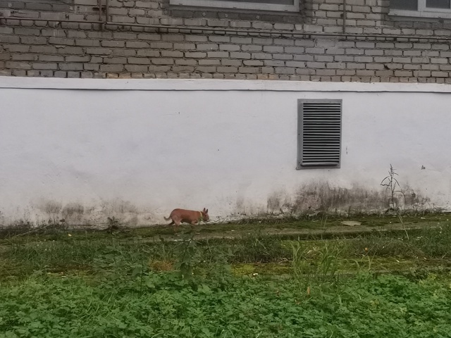 По улице Ферсмана гуляет карманная, собачка. Возможно, ...