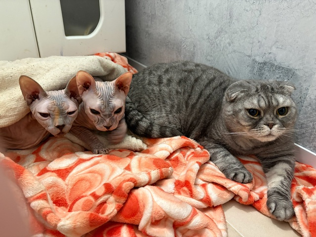 Пару месяцев назад публиковала пост о поиске дома лыси...