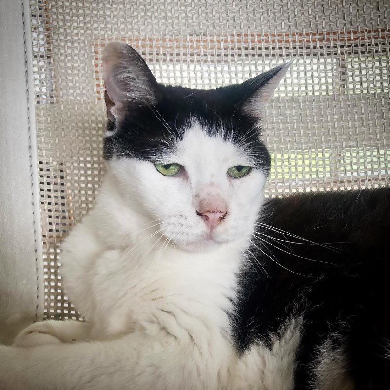 В Японии живёт самый грустный котяра в мире — его зовут Панчо, и ему уже 17 лет